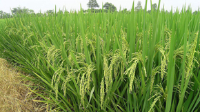 (ni)(xing)߷ЙC(j)a(chn)I(y)l(f)չ