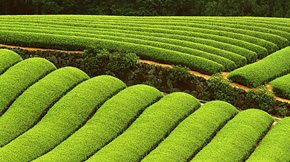 ֻЄ(chung)a(chn)g(sh)Ƅ(dng)ЙC(j)r(nng)I(y)l(f)չ