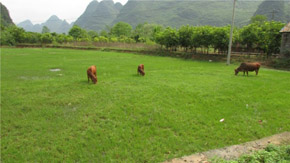 1230rI_ՕhоBֳU̎YԴ