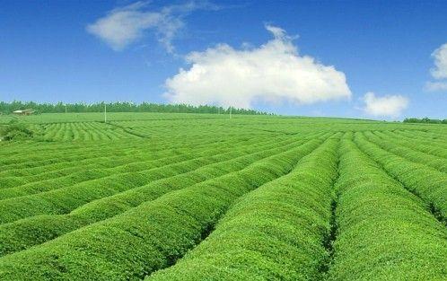 Cʡ_h(chung)B(ti)ѭh(hun)l(f)չģʽGɫl(f)չģʽ