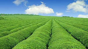 r(nng)I(y)Gɫl(f)չԇc(yng)oץնCõI(lng)l(f)չ