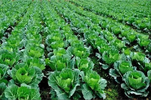 |(zh)dr(nng) Gɫdr(nng)