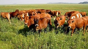 �����ţ�S���ЙC(j��)��