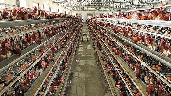 �u�S��ΰl(f��)���ЙC(j��)�ʣ�