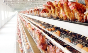 �u�S�ӹ��ЙC�����a(ch��n)���O(sh��)����С��