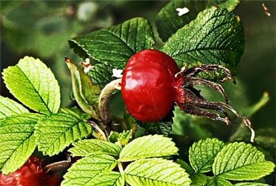 ���Ҍ��ЙC�����a(ch��n)֧�����߅R��