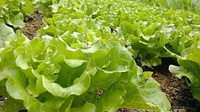 ���O�ЙC�ʏS������ʲô�������ߣ�