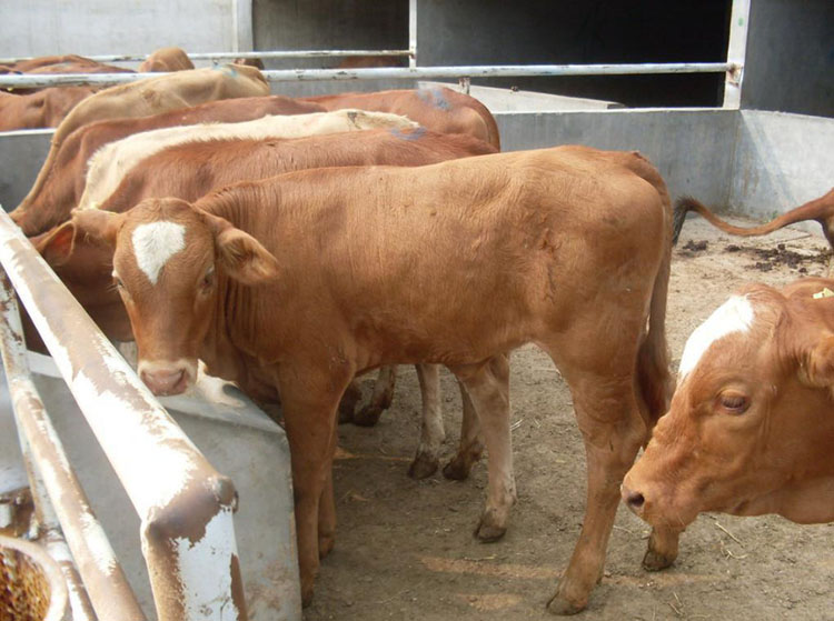 牛糞有機肥設備