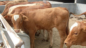 ţ�S�ӹ����ЙC(j��)����Ҫʲô�C(j��)����