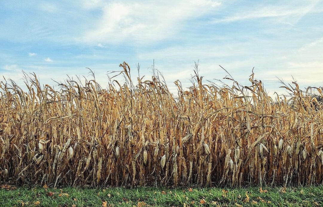 �ն��ЙC��