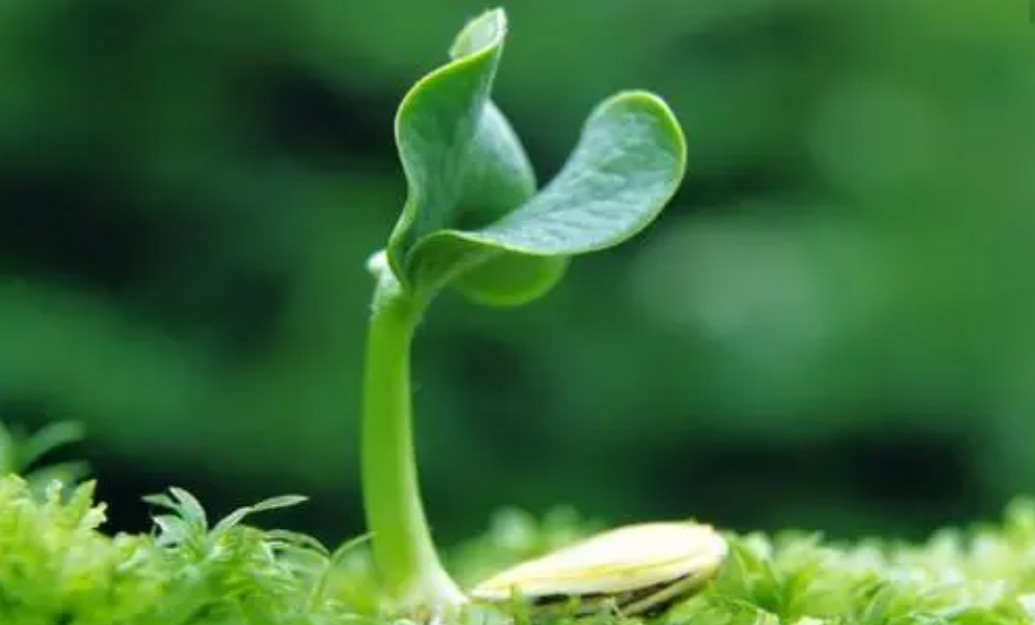 ЙCO(sh)l(f)չF(xin)