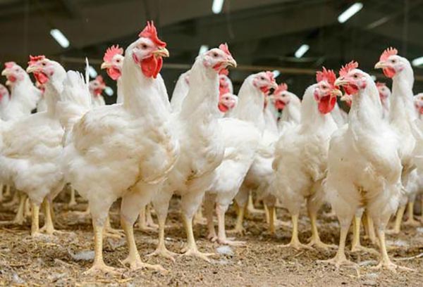 雞糞有機肥發酵