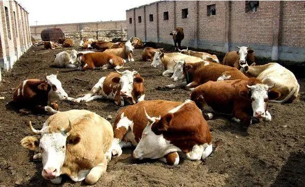 B(yng)ţ(chng)Sǧf(wn)eyӣд;